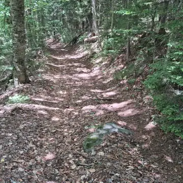 Wooded Recreational Land Tract
