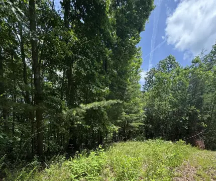 Wooded Lot Near Lake Cumberland