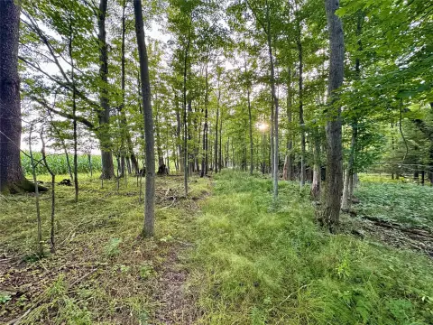 Wooded Recreational Land