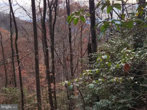 Wooded Lot in Bear Cove