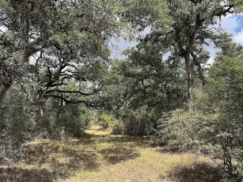 Hallettsville Wooded Acreage for Sale