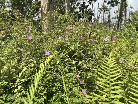 Vacant Land in Nanawale Estates