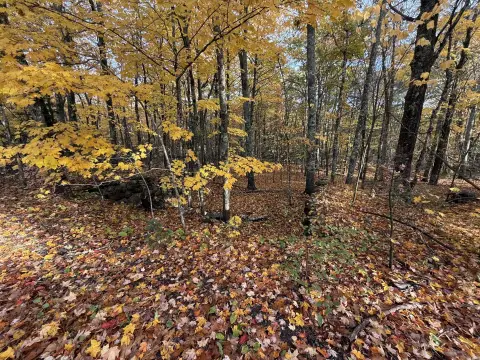 Wooded Lot in Rural Setting