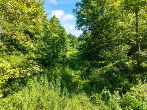 Wooded Hunting Land