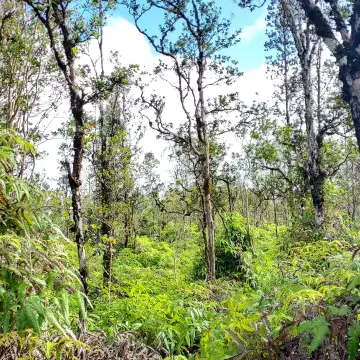 Mountain View Acreage on Paved Road