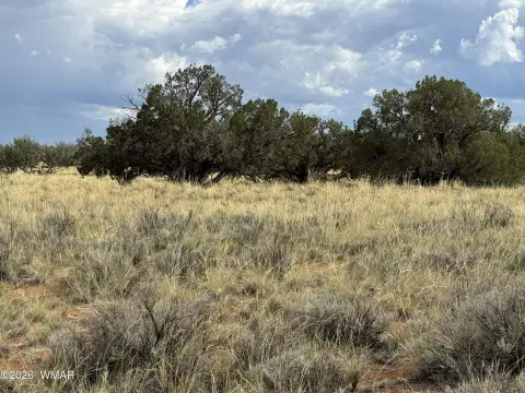 Wooded Acreage with Road Access