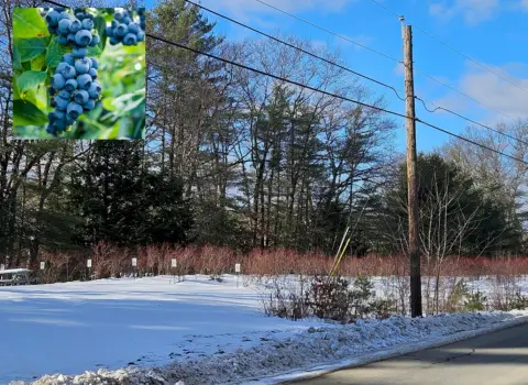 Kennebec River Blueberry Farm