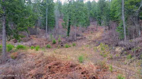 Treed Land Parcel with Building Site