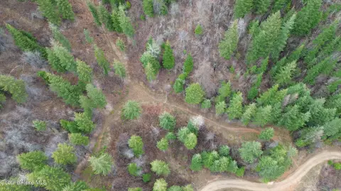 Treed Land in St. Maries