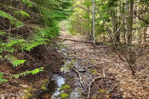 Private Wooded Land with Stream
