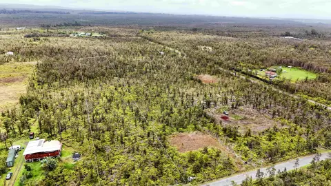 Pristine Land in Fern Forest