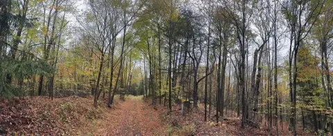 82 Acres Wooded Land, Sanford