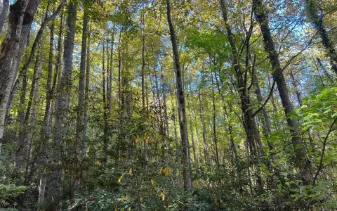 Wooded Creek Front Mountain Lot