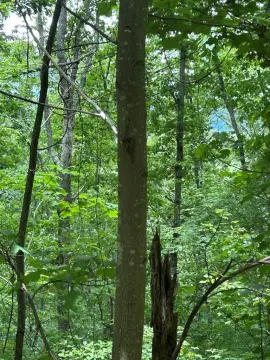 Mountain View Lot in Murphy