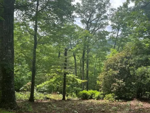Wooded Lot in Ivy Bend