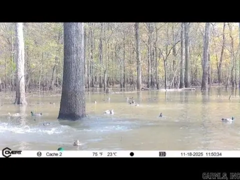 Prime Arkansas Waterfowl Flyway Acreage