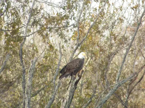 Columbus, MS Land For Sale