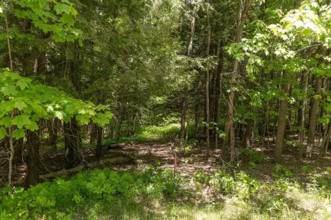 Wooded Waterfront Development Lot