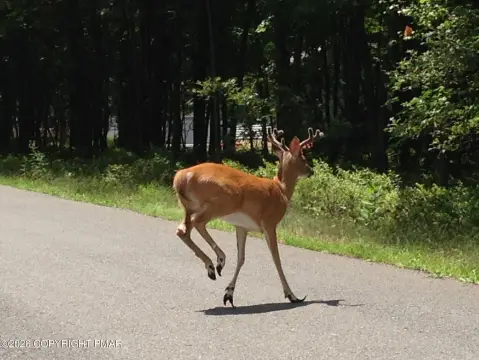 Land in Towamensing Trails