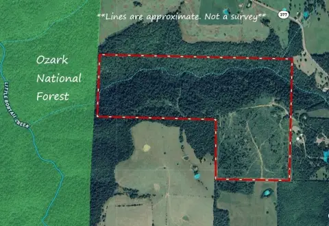 Hunting Land with Spring-Fed Creek