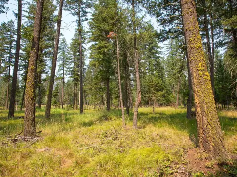 Timberland Land Parcel