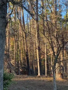 1.5 Acre Wooded Lot