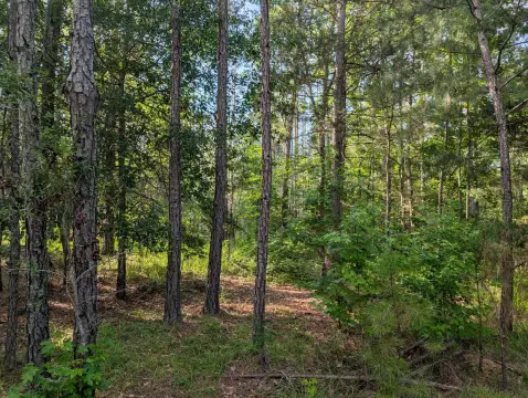 Residential Home Lot with Paved Access