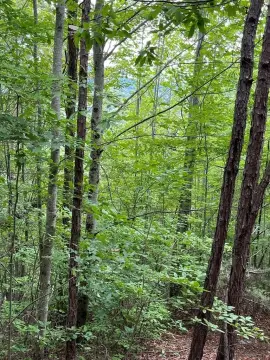 Residential Lot in Tarheel Community