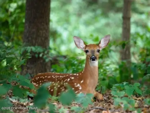 Land Lot in Crescent Lake