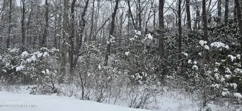 Hickory Run Forest Wooded Lot