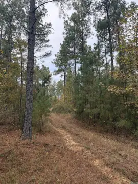 80 Acres Timber/Hunting Land