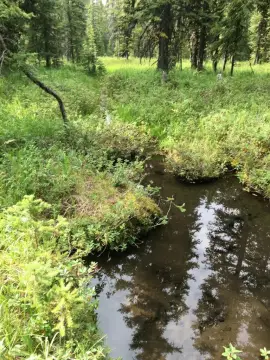 Mountain Mining Claims