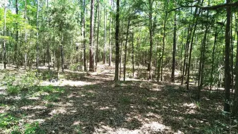 Wooded Hunting Tract with Road Frontage