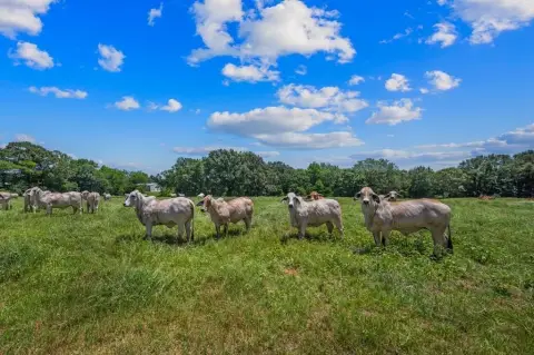Working Ranch Acreage