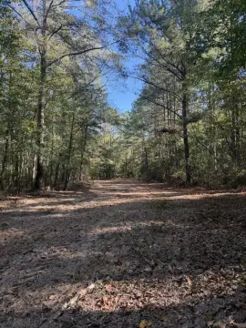 Timbered Hunting Land