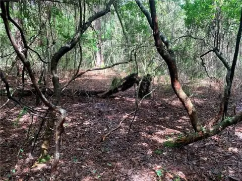 Land on Tammany Trace