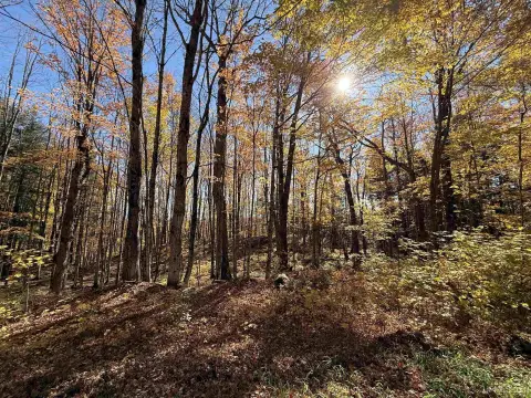 Wooded Land with River Branch