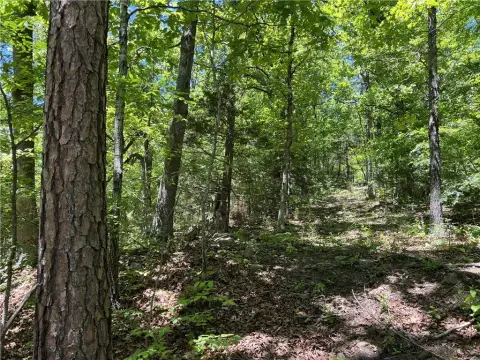 Land with Hardwood Trees