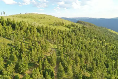 Timbered Hunting Land