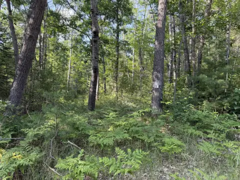Wooded Recreation Land Parcel