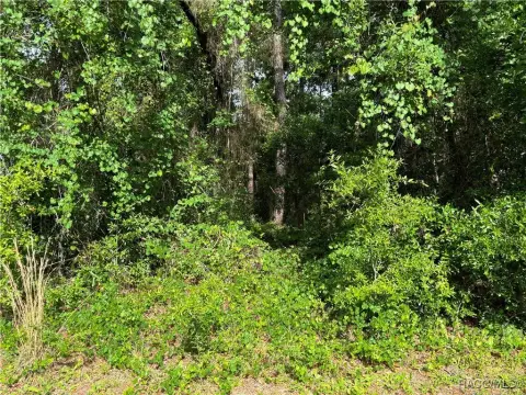Citrus Springs Oversized Wooded Lot