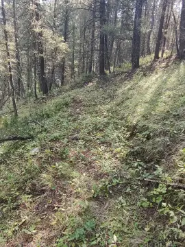 Timbered Mining Claim Land