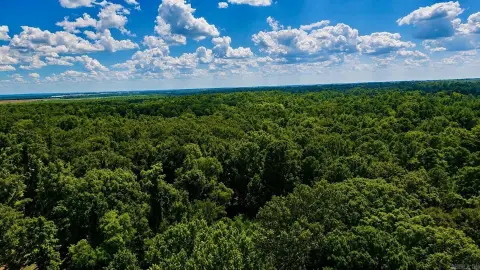 Wooded Recreation Land With Cabin
