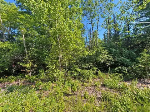 Private Wooded Residential Lot