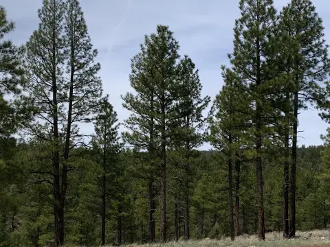 Happy Jack Acreage: Mountain Retreat