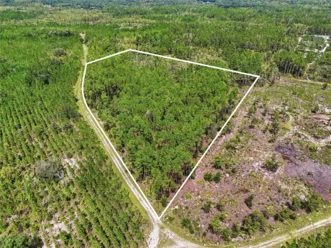 Planted Pine Land