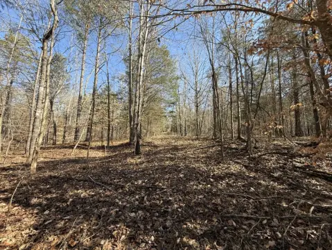 Hunting Land with Creek Bottom