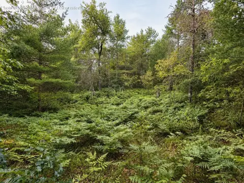 Wooded Recreational Land Parcel
