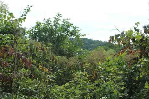 Hayesville Vacant Lot with Views