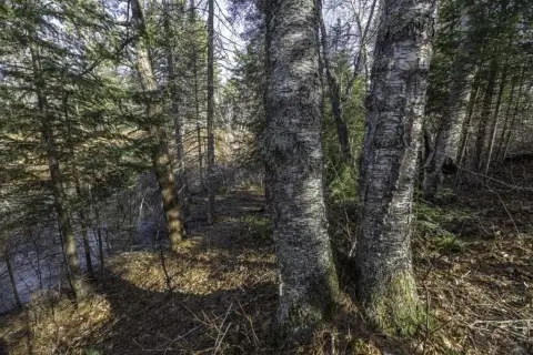 Land on Manitowish River